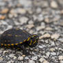 Baby yellow-bellied slider turtle