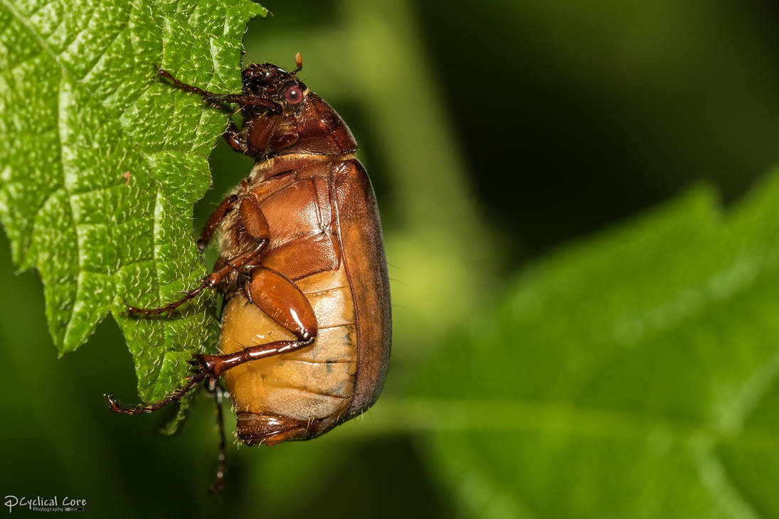 Fat beetle by CyclicalCore on DeviantArt