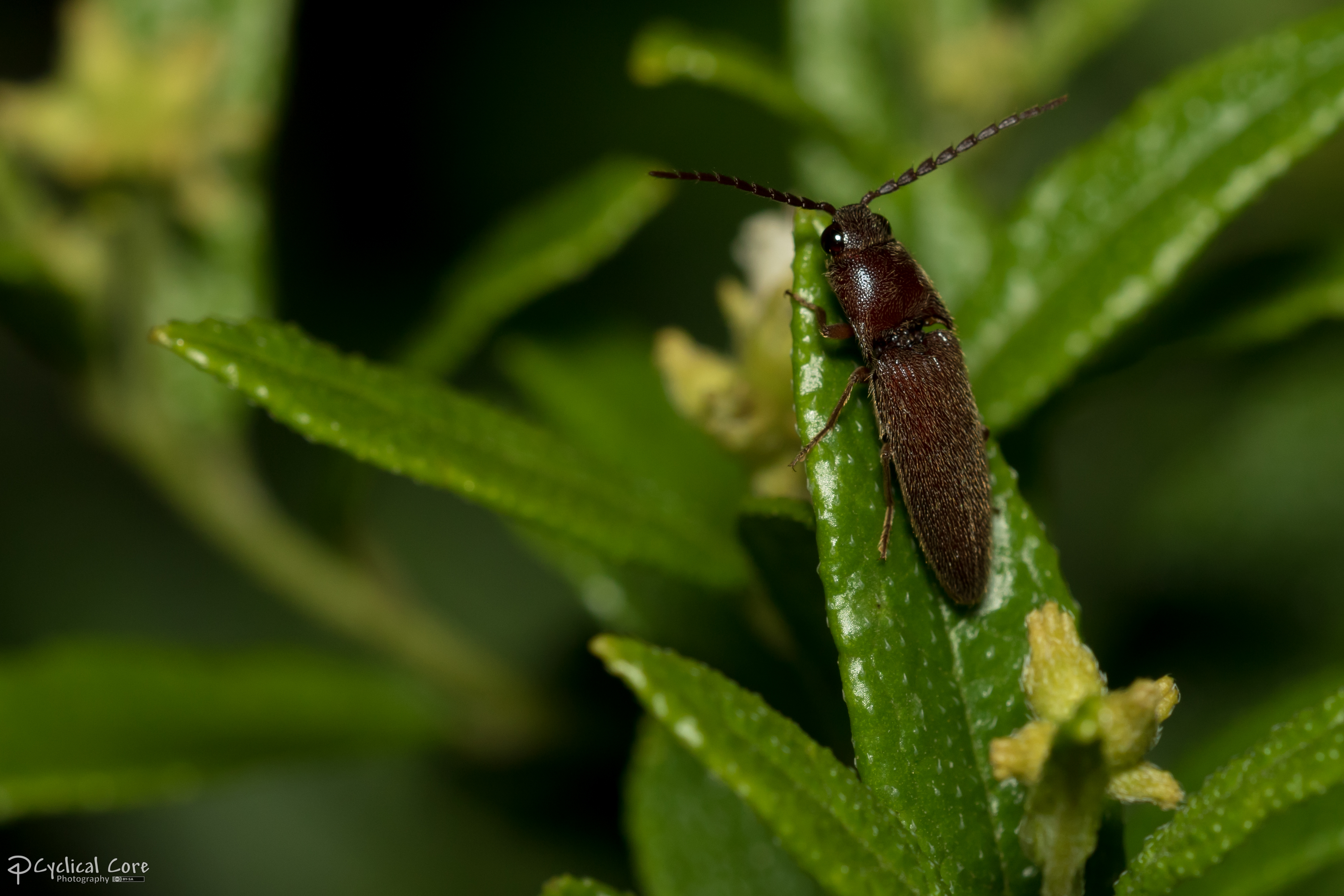 Click beetle