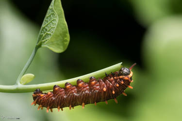 Polydamus swallowtail caterpillar