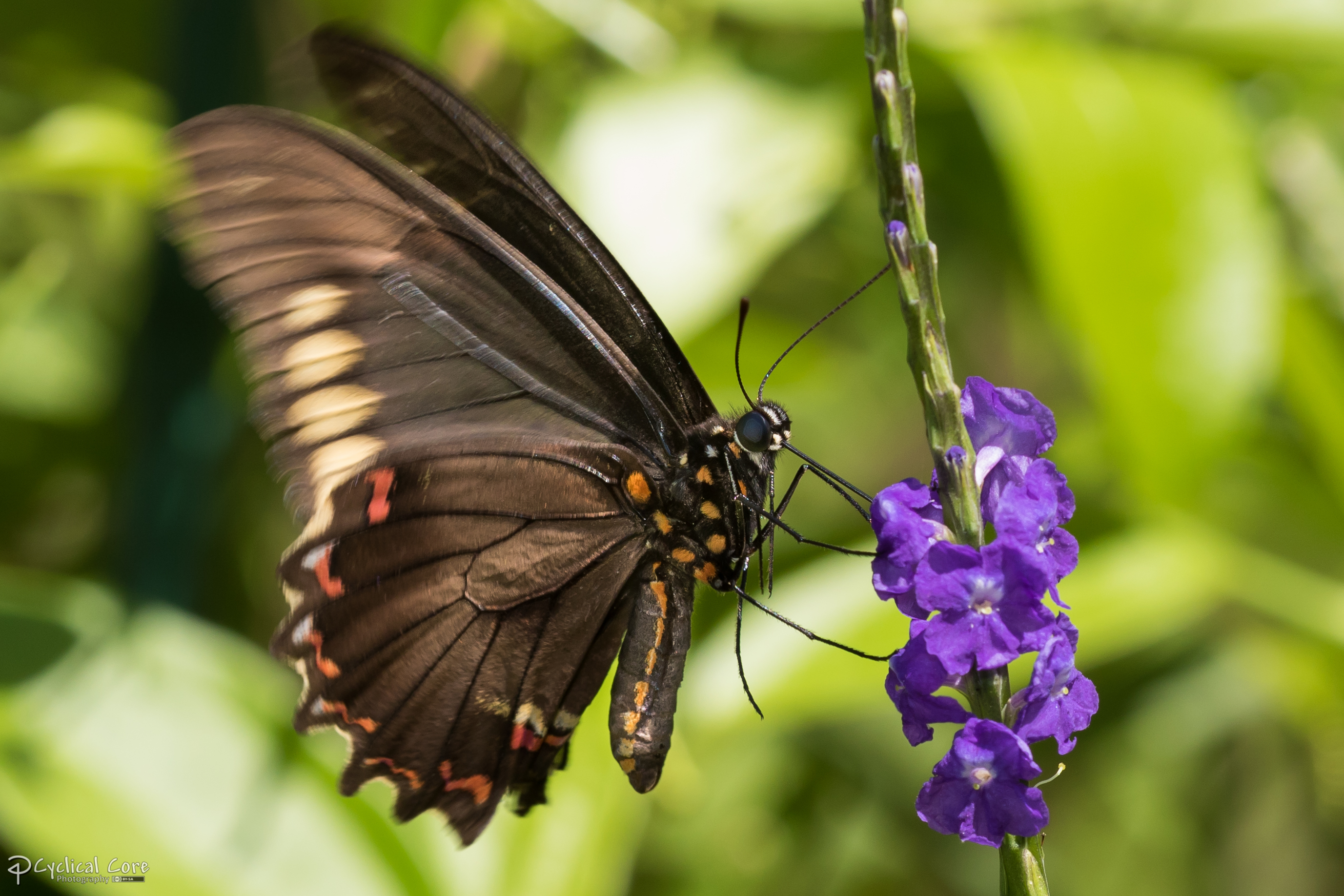 Polydamus swallowtail buterfly nectaring