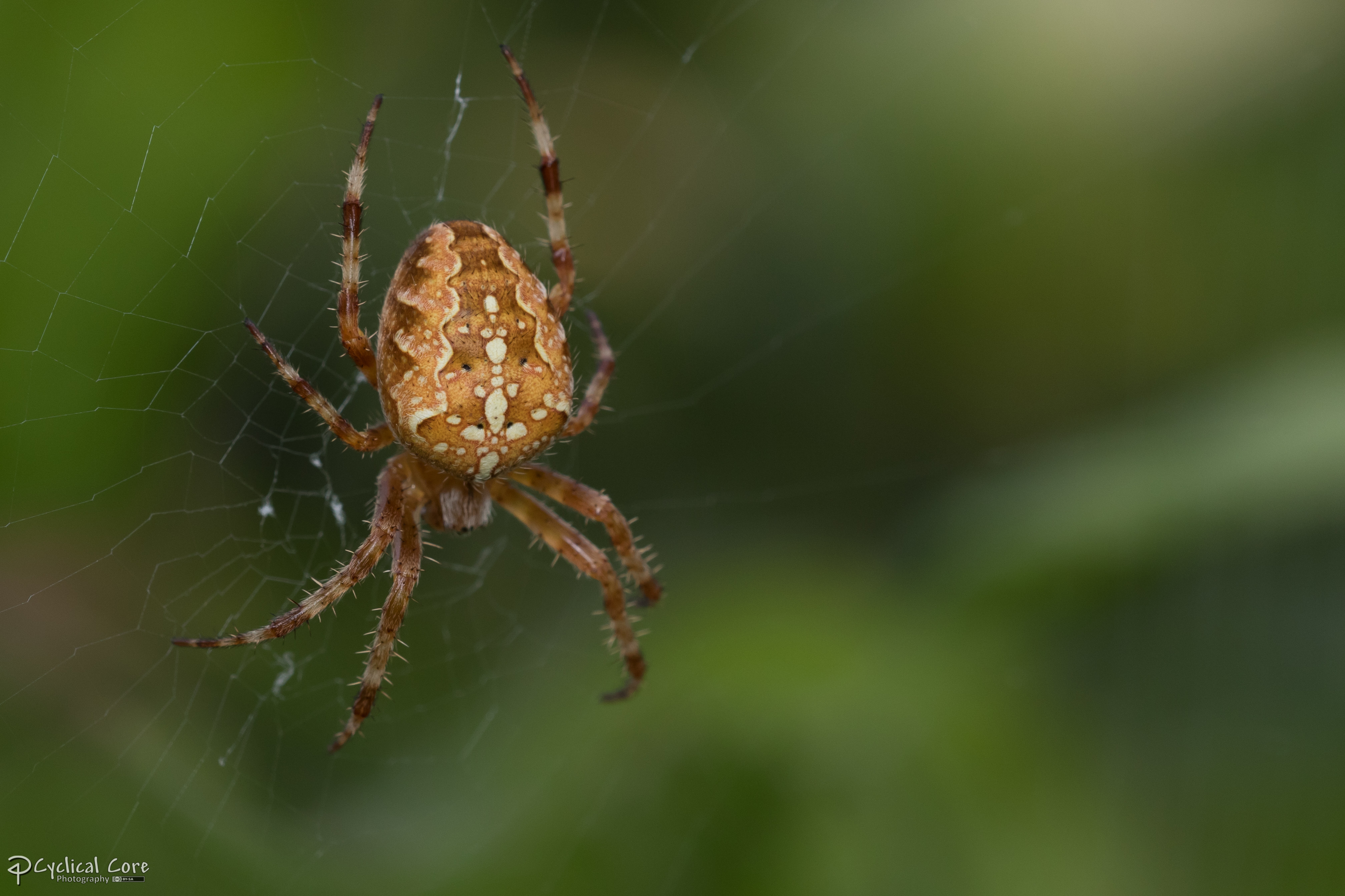 Cross spider in Oregon