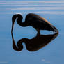 Tricolor heron reflection in silhouette