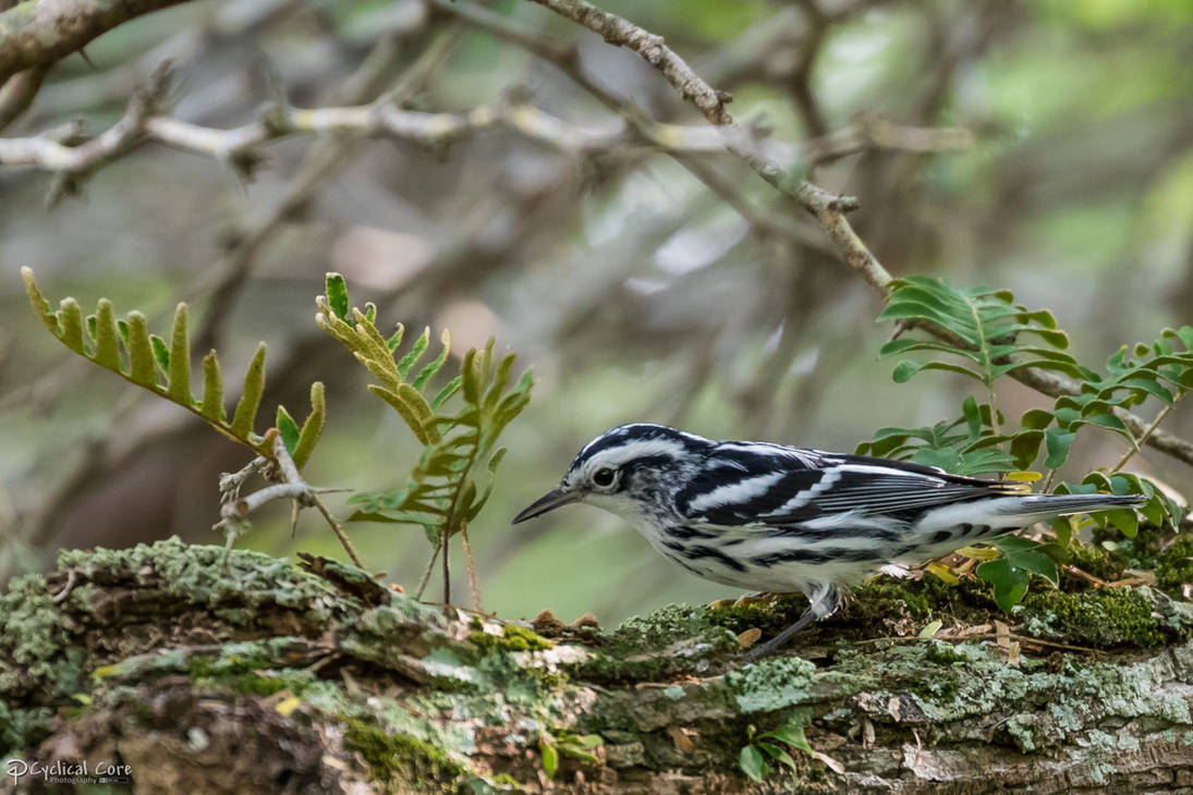 Blackandwhite warbler by CyclicalCore on DeviantArt