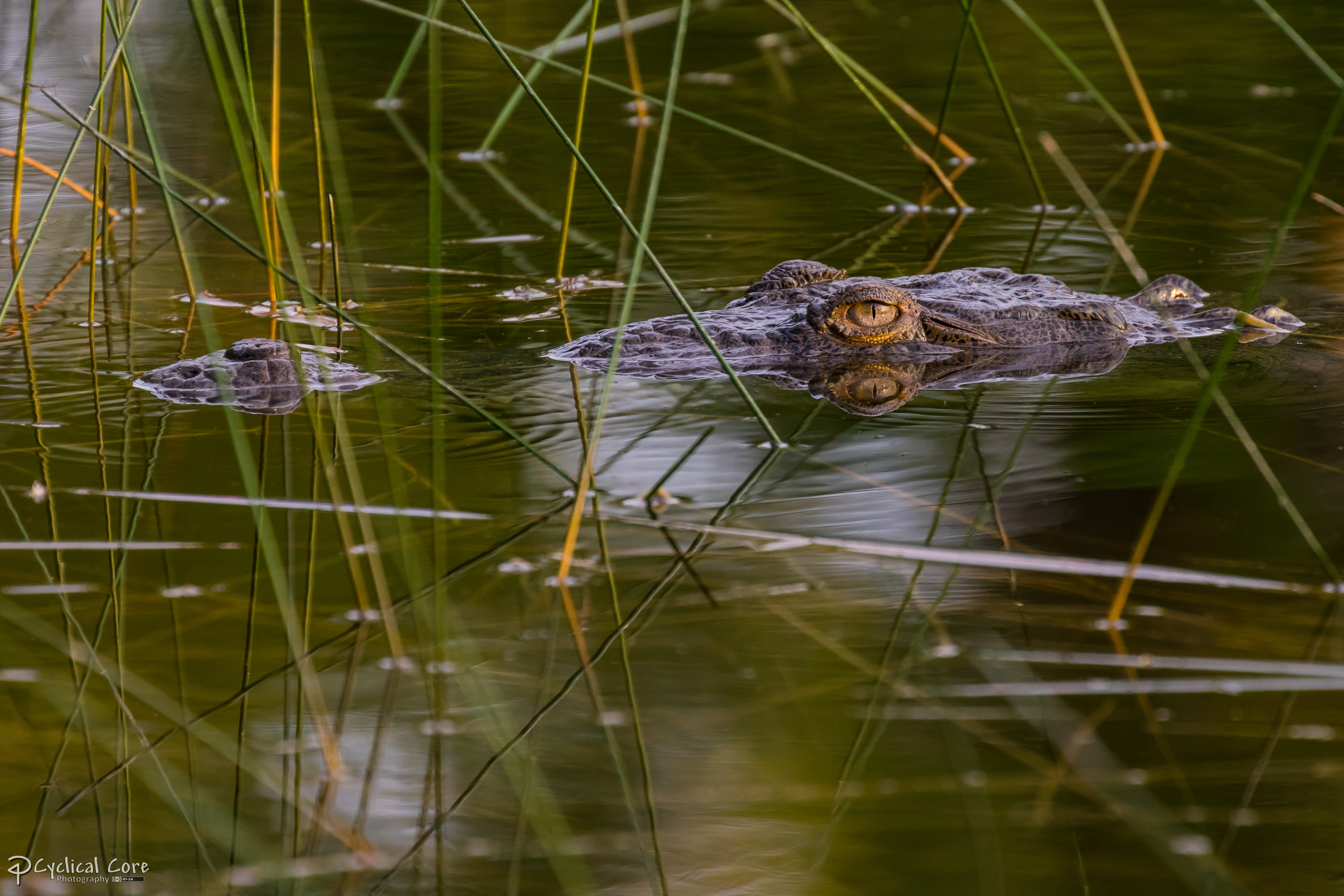 Crocodile in reeds