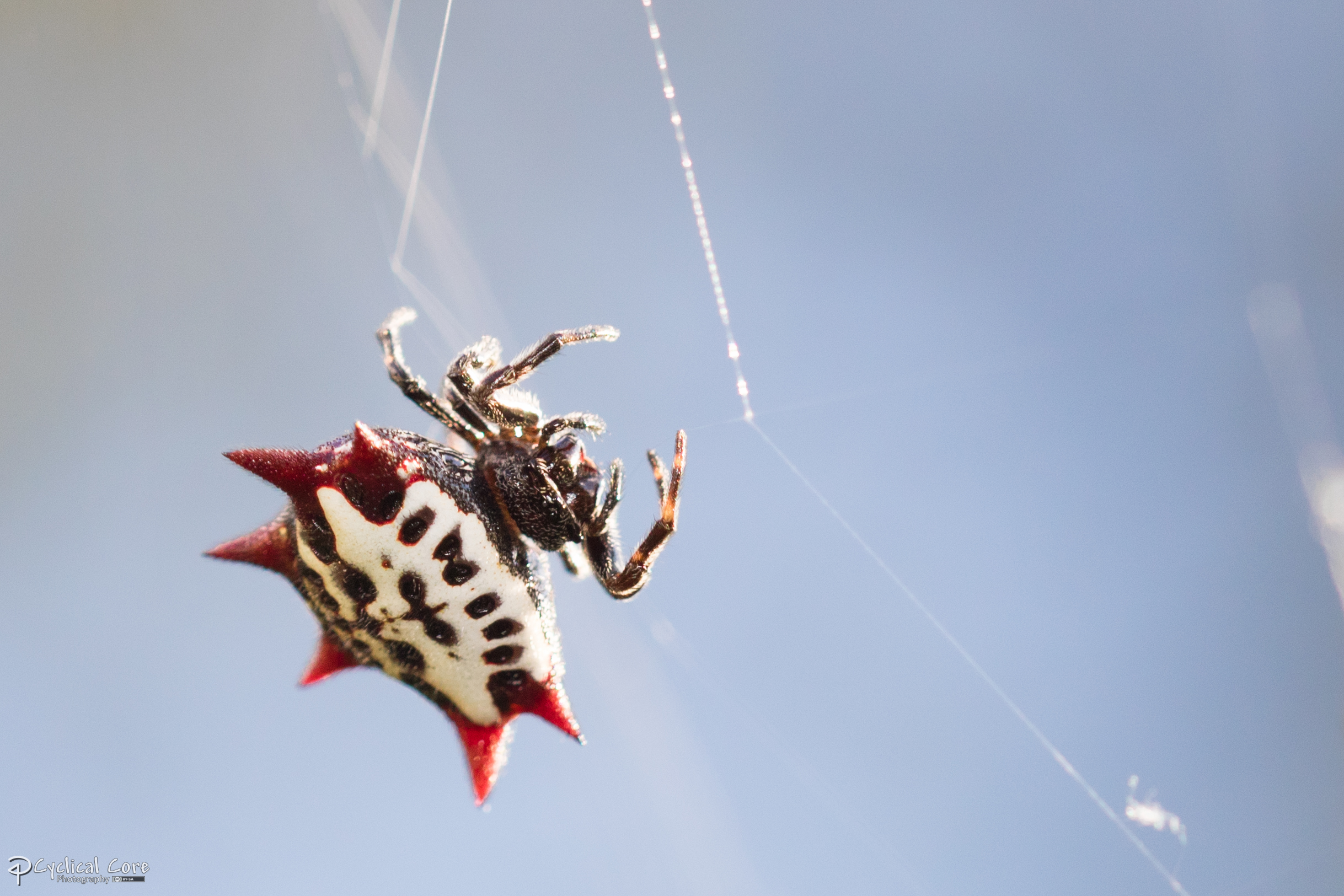 Spiny orbweaver in the light, Series: 1 of 5