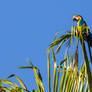 Blue-and-yellow macaw