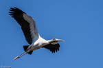 Wood stork in flight by CyclicalCore