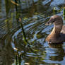 Pied-billed grebe