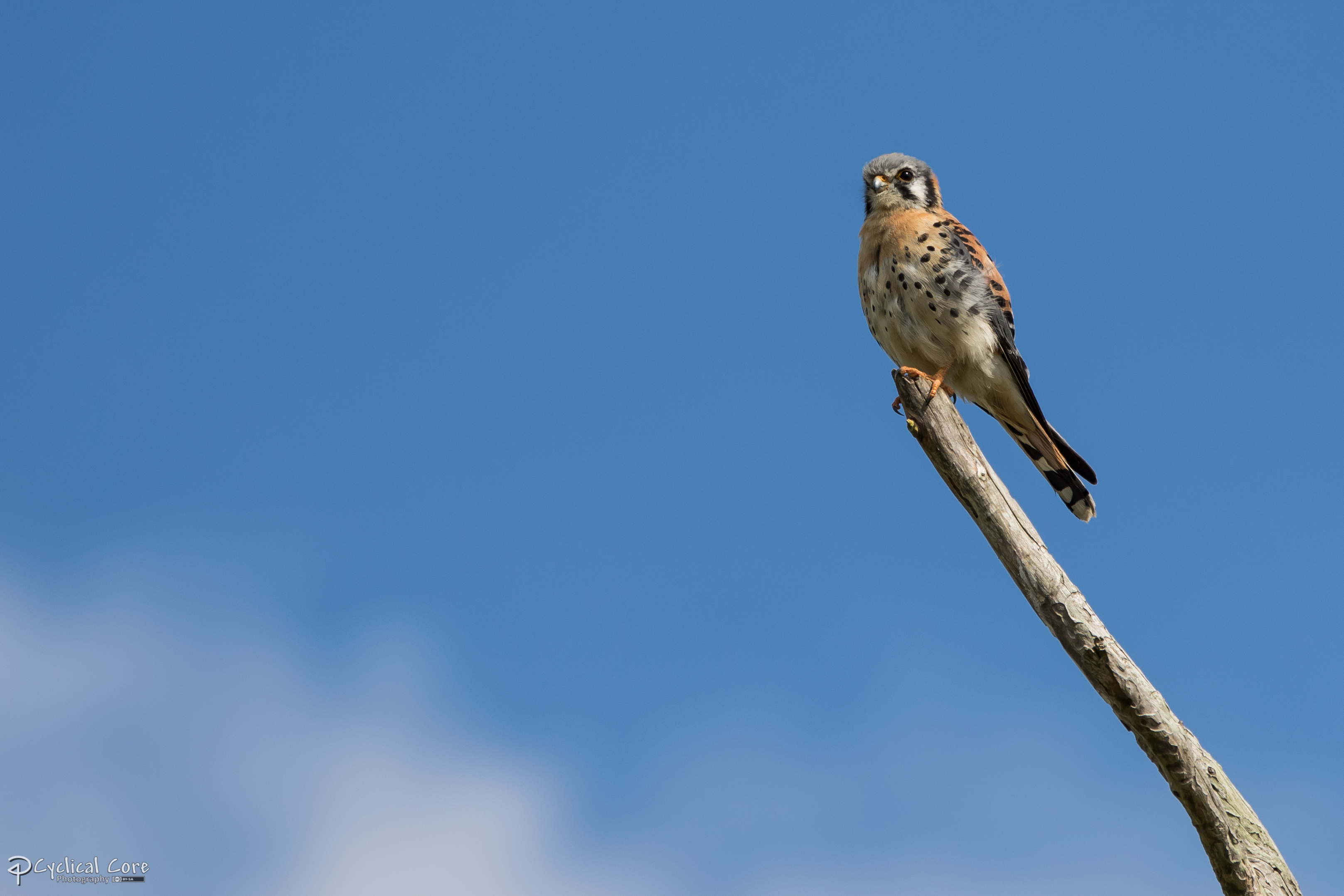 American kestrel