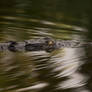 Slippery crocodile
