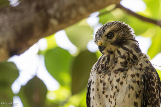 Red-shouldered hawk head