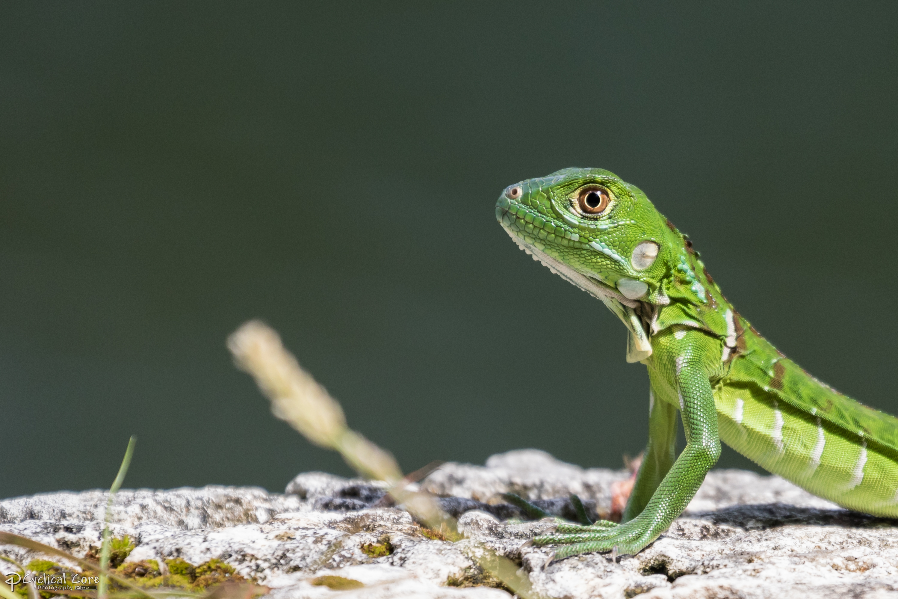 Cute young iguana profile