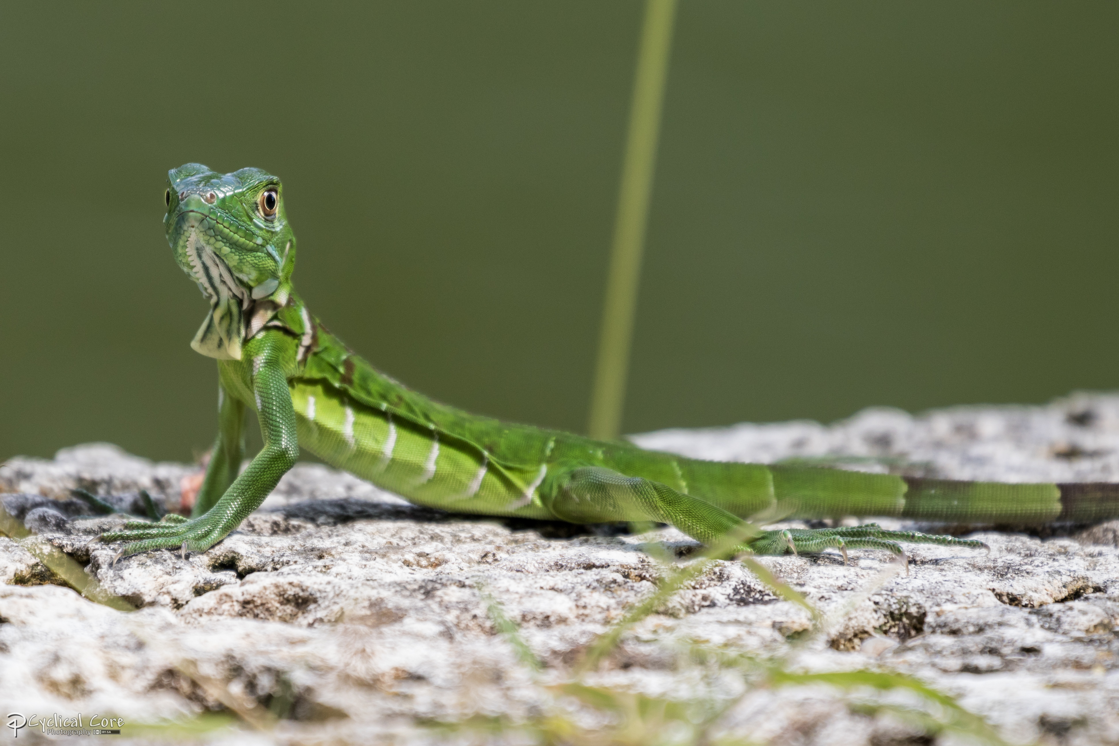 Another young iguana