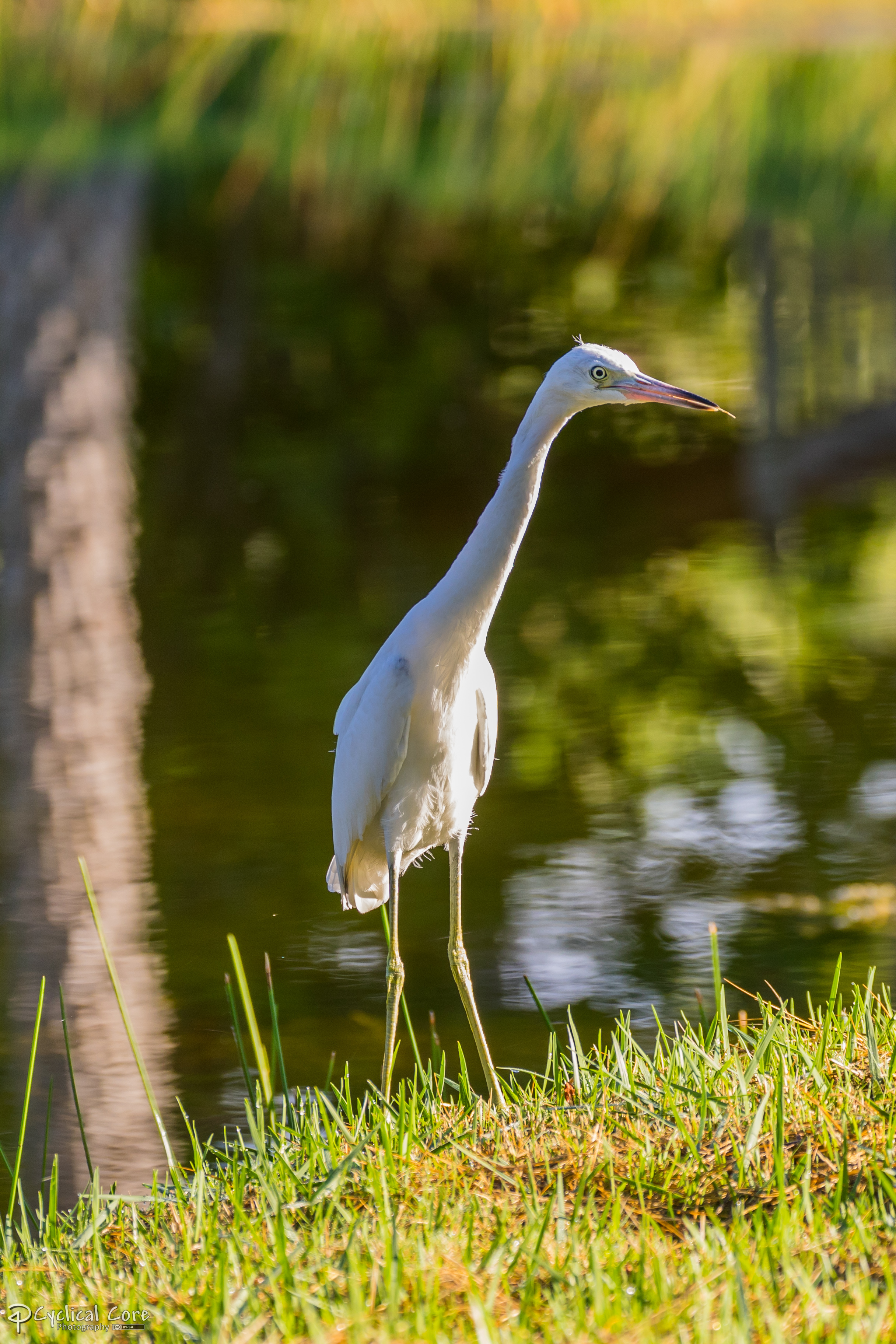 Juvenile little blue heron