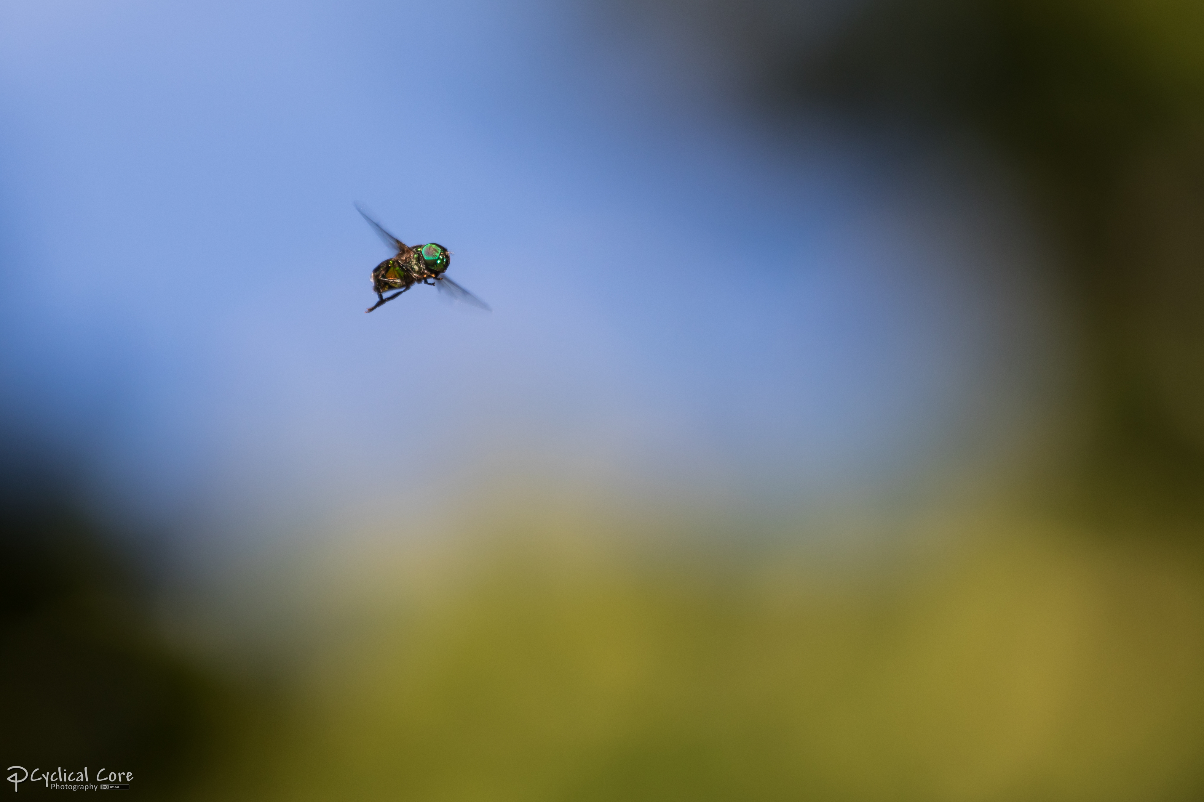 Green hoverfly