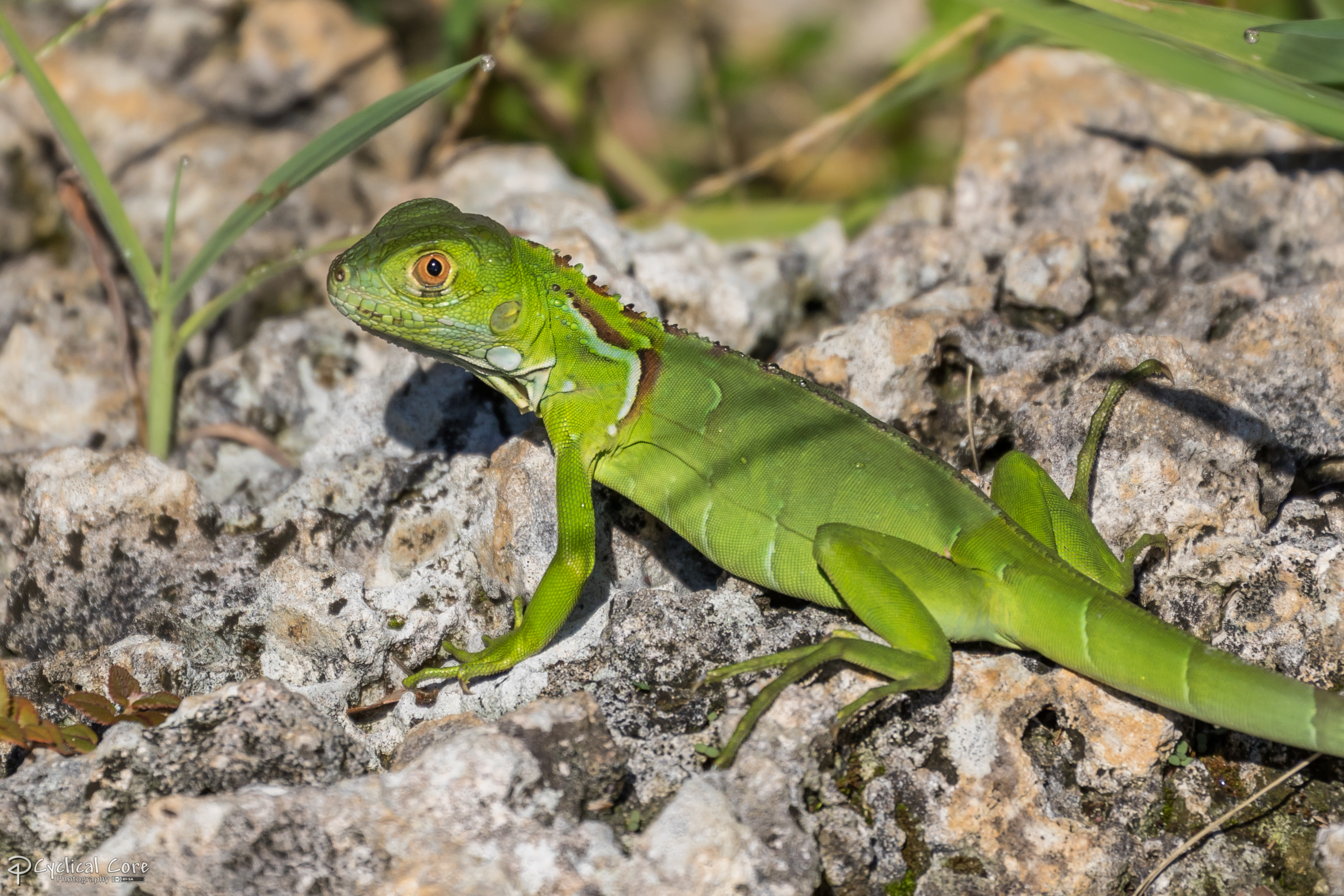 Another young iguana