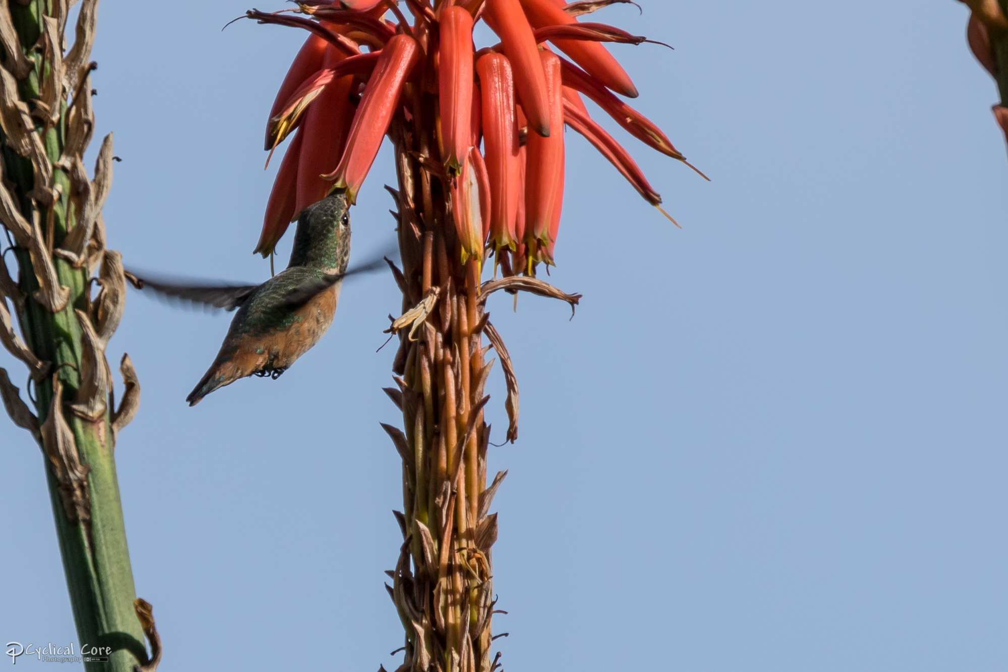 Hummingbird in the park