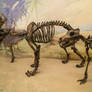 Saber-toothed cat and dire wolf fossils