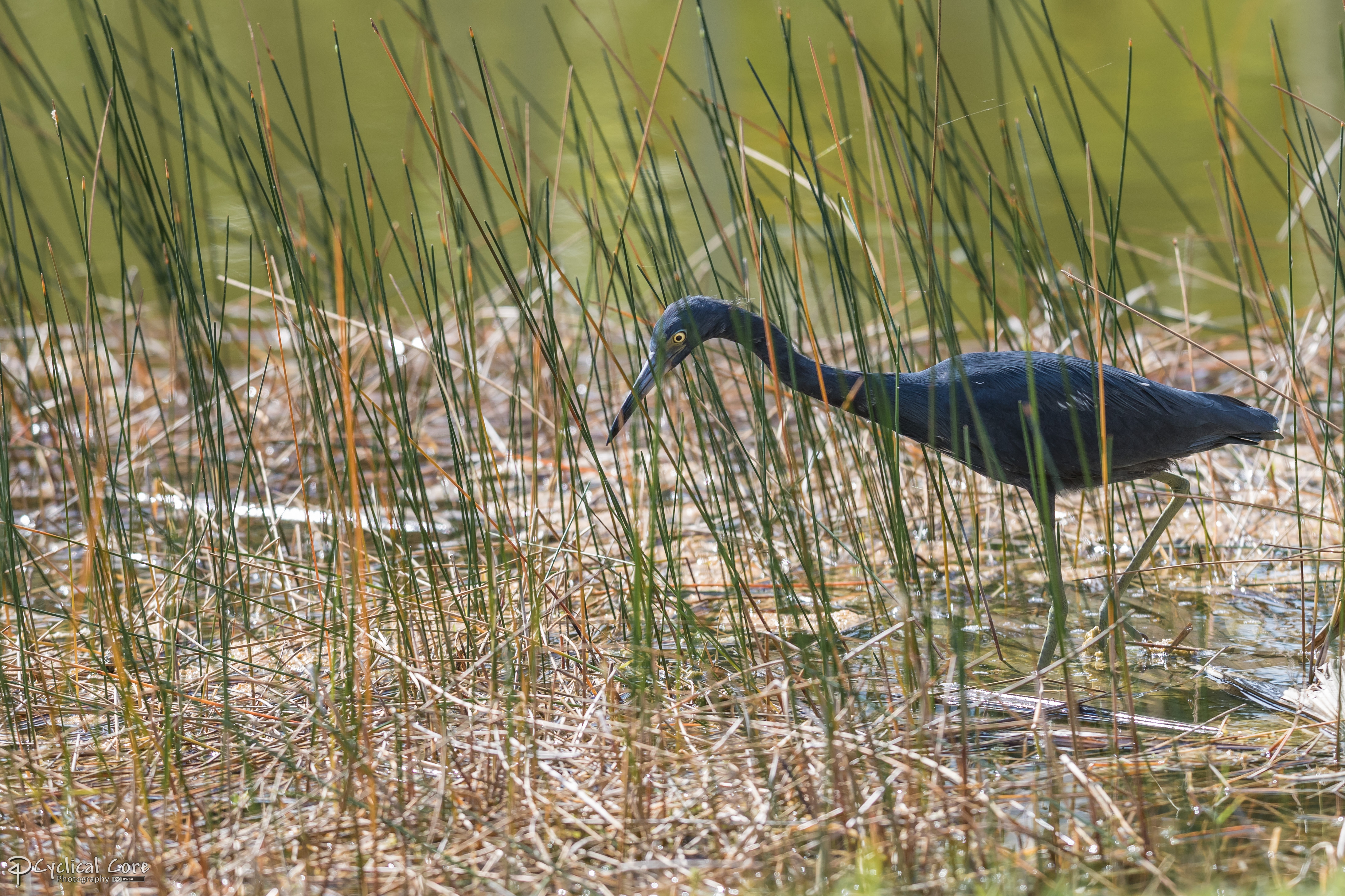 Little blue heron hunting