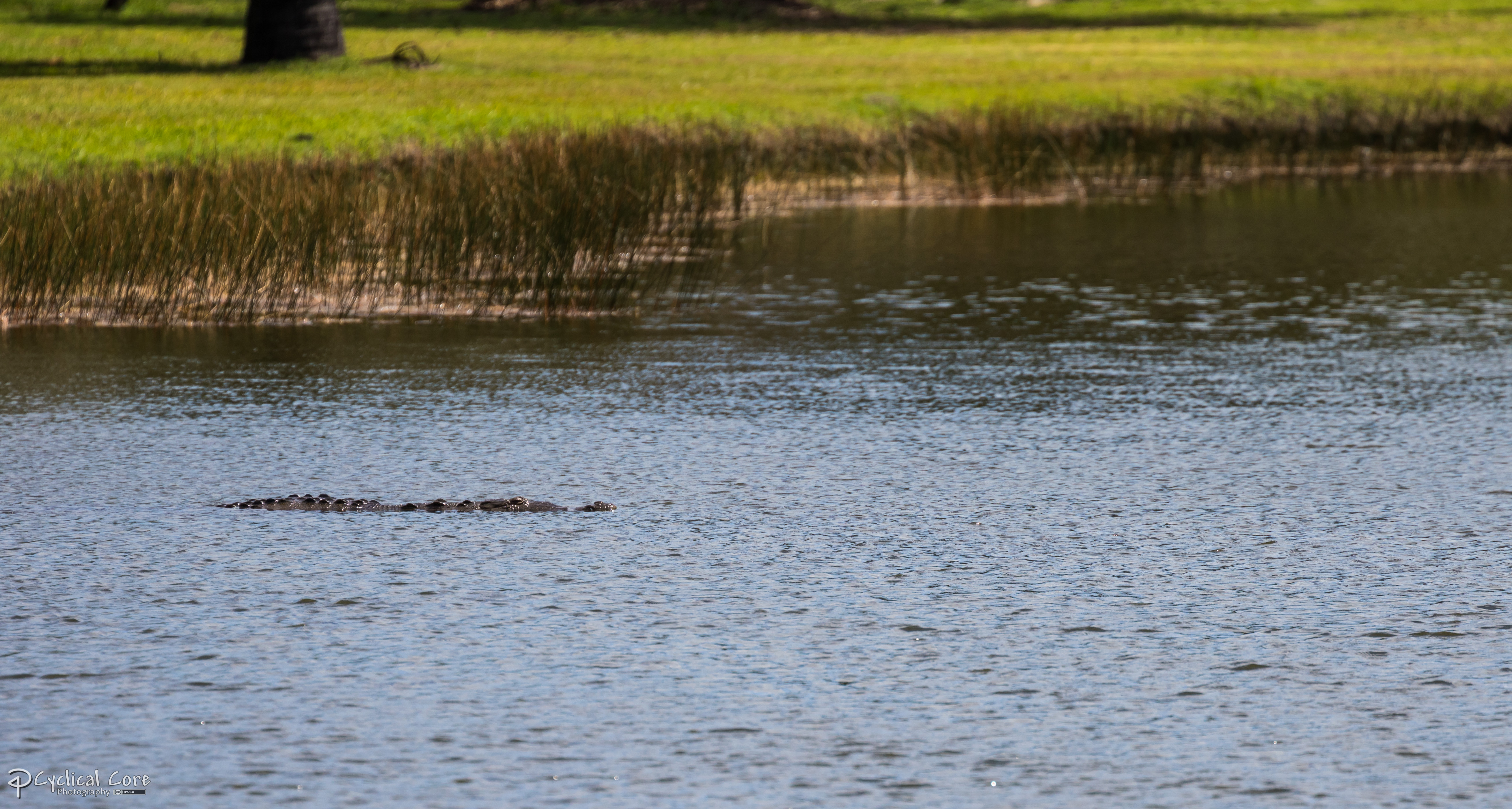 Crocky going for a swim