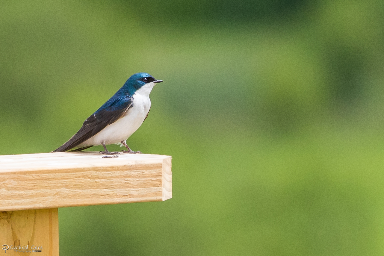 Interesting facts about swallow birds