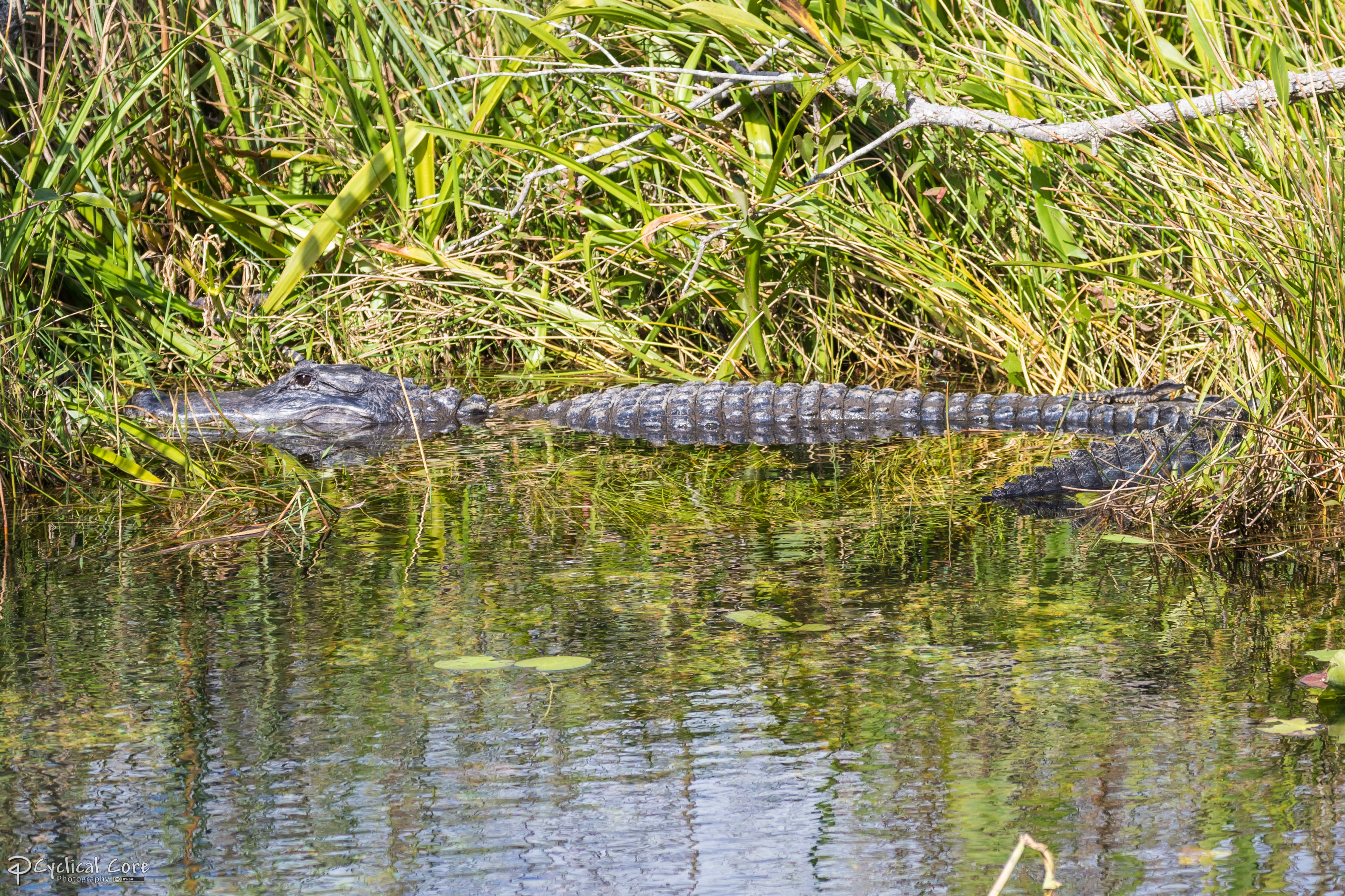 American alligator with young
