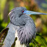 Ruffled tricolored heron