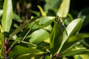 Female eastern pondhawk