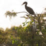 Sunset cormorants