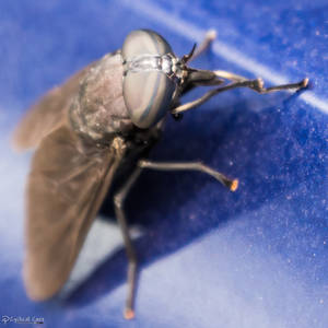 Giant black horsefly