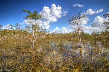Bald cypress