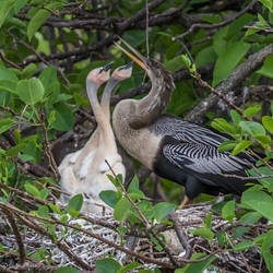 Anhinga nest