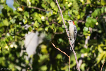 Red-bellied woodpecker