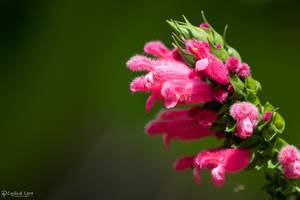 Magenta flowers
