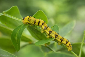 Late instar orange-barred sulphur caterpillar 2