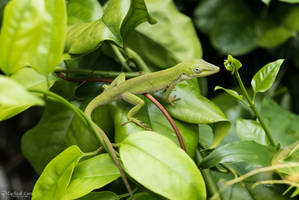 Cute green anole