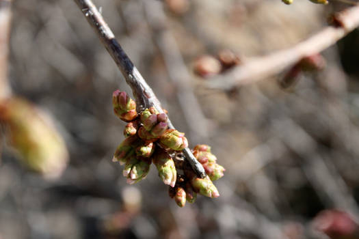 Leaf Buds