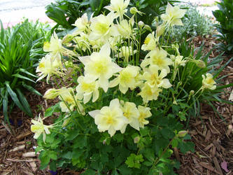 Yellow Columbines