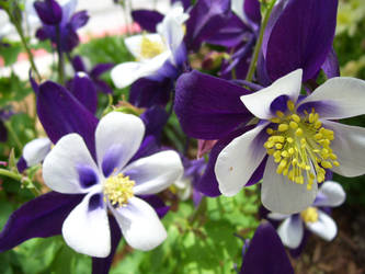 Columbine Closeup