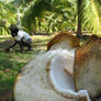 Coconut paradise in India