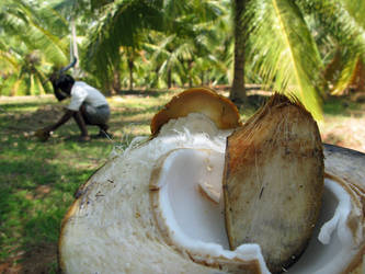 Coconut paradise in India