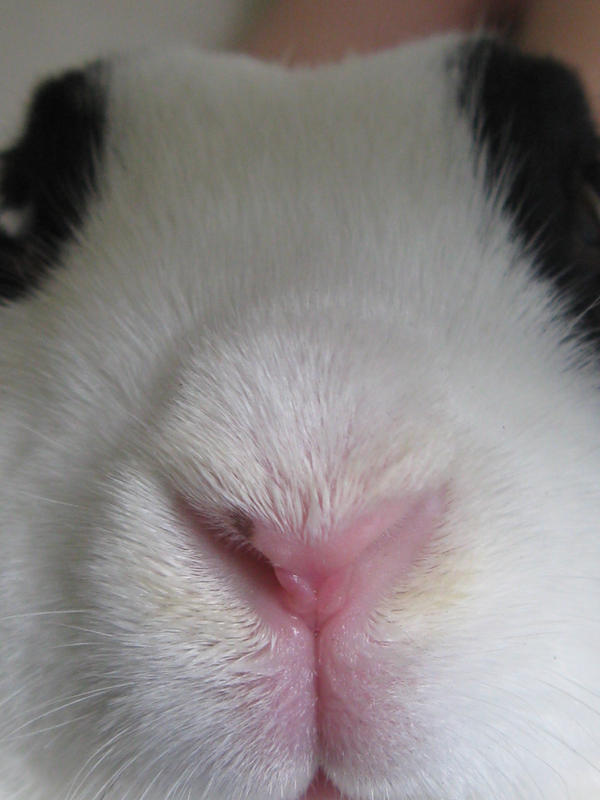 Frecked Rabbit freckle by itscarey on DeviantArt