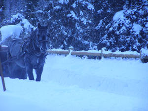 Horse in the snow