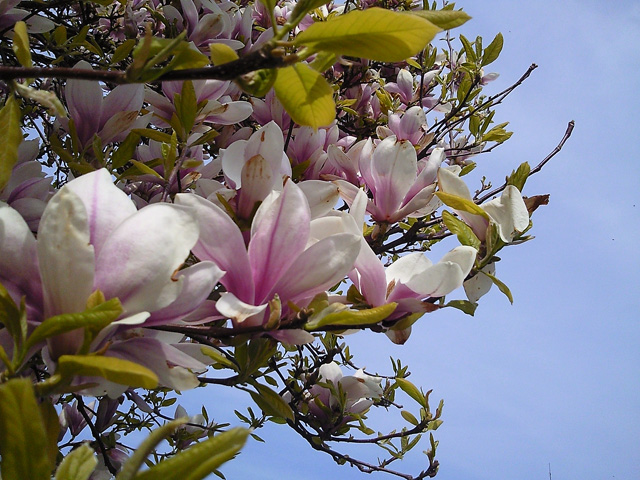 Magnolia