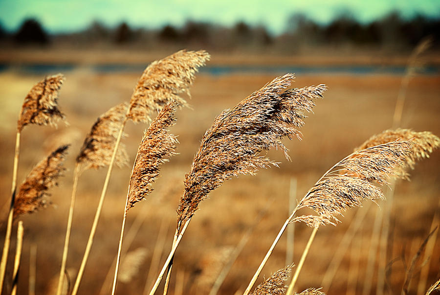 Golden Reeds (2)