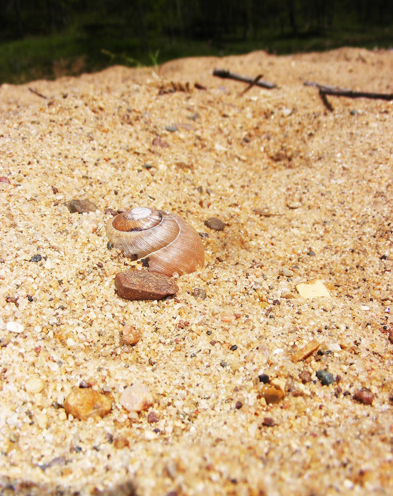 Hollow Shells by RonniShae on DeviantArt