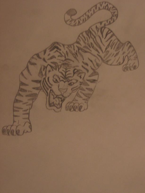 Tiger drawing