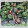 Hedgehog in Strawberrypatch