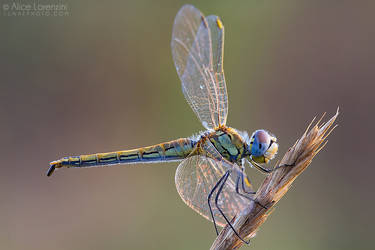 Sympetrum